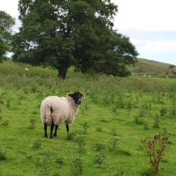 Pecora nella campagna inglese