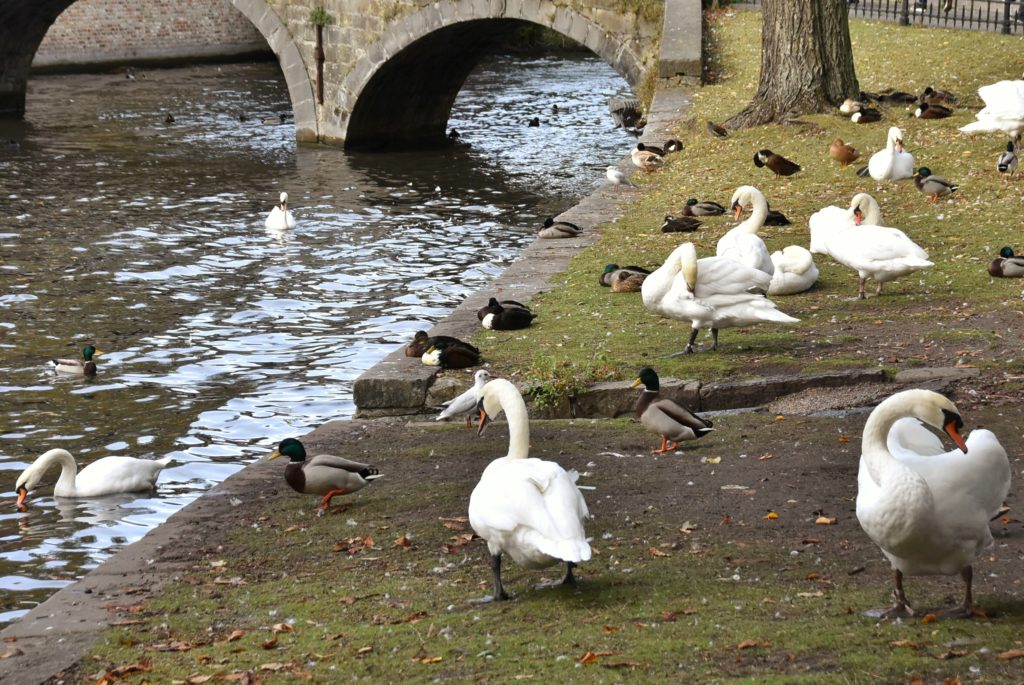 Colonie di cigni lungo le sponde del Minnewater a Bruges